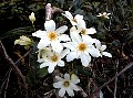 Puawhanganga (Clematis paniculata), Waiohine Gorge, Tararua Forest Park  <br>File# 012. Photographer: Jane