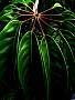 Long leaves on Spoke. Sydney. Australia.<br> File# 4692. Photographer: Susan