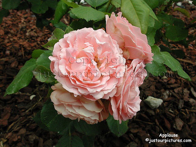 Applause rose