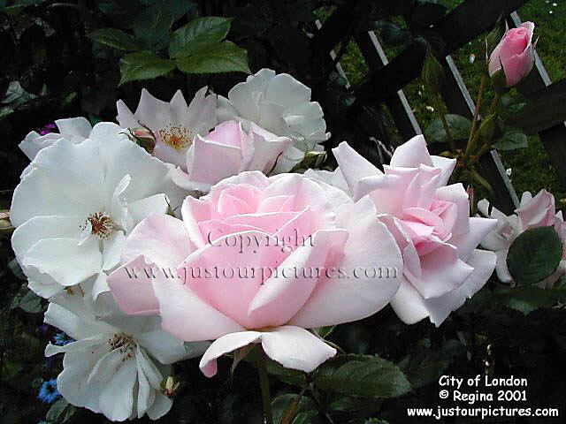 City of London rose