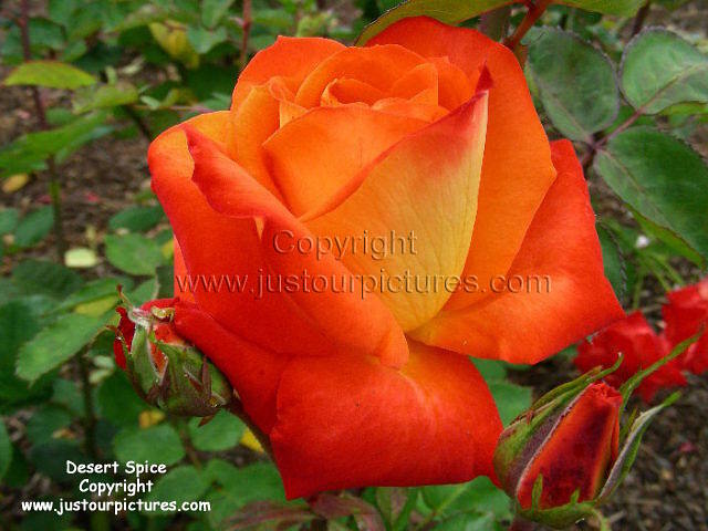 desert spice rose