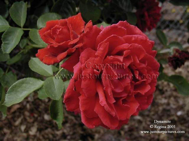 Dynamite rose