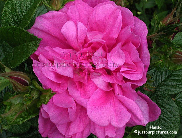 Hansa rose
