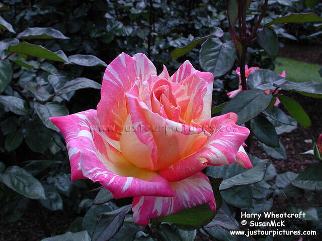 Harry Wheatcroft rose