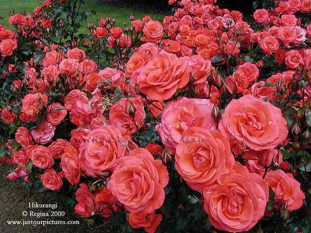 Hikurangi rose