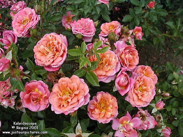 1800 flowers kaleidoscope roses 1800 flowers kaleidoscope roses