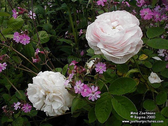 Mme Zoetmans rose