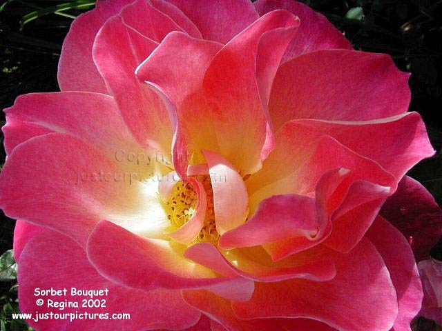 Sorbet Bouquet rose