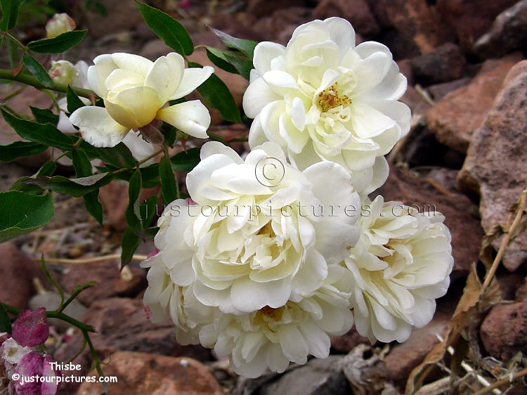 thisbe-rose