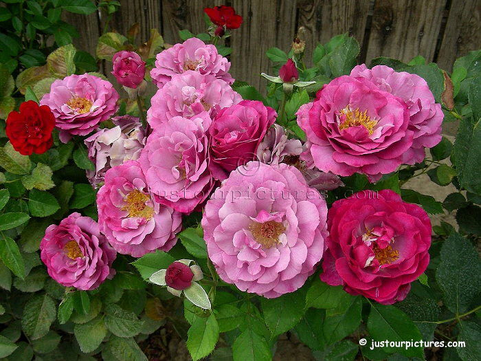 Wild Blue Yonder rose