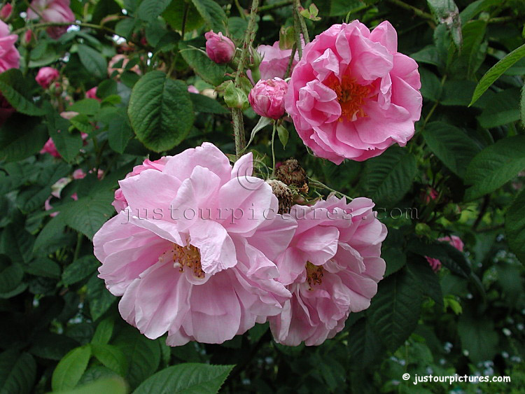 download lancaster and york roses download lancaster and york roses