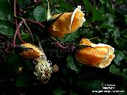 rosebuds