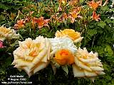 Goldmedal with daylilies width=