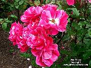  hybrid tea