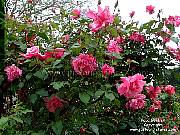 old tea rose picture